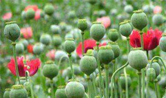 非法種植毒品原植物罪