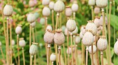 毒品犯罪的罪名和行為有哪些？
