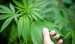 種植毒品多少株為犯罪？